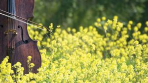 Cello in the fields at Madeline Island Chamber Music